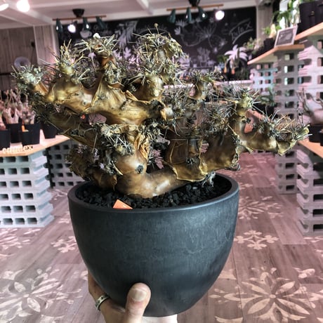 othonna  euphorbioides（L L  size）※店主5年管理株‼︎ 躍動感半端なき株‼︎　※mad black bowl pot植え