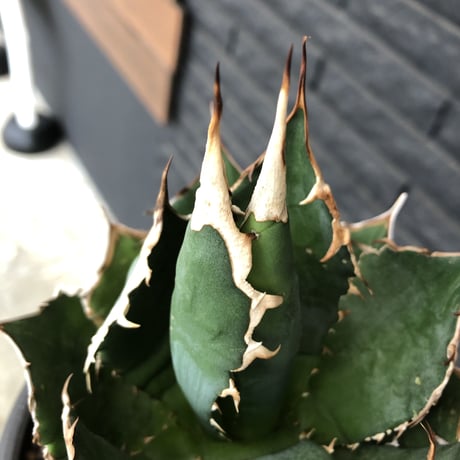 agave  titanota《大きめM size》※現地球発根後店主国内管理1年株※極締まり良き最高樹形な選抜株‼︎※mad black bowl pot植え