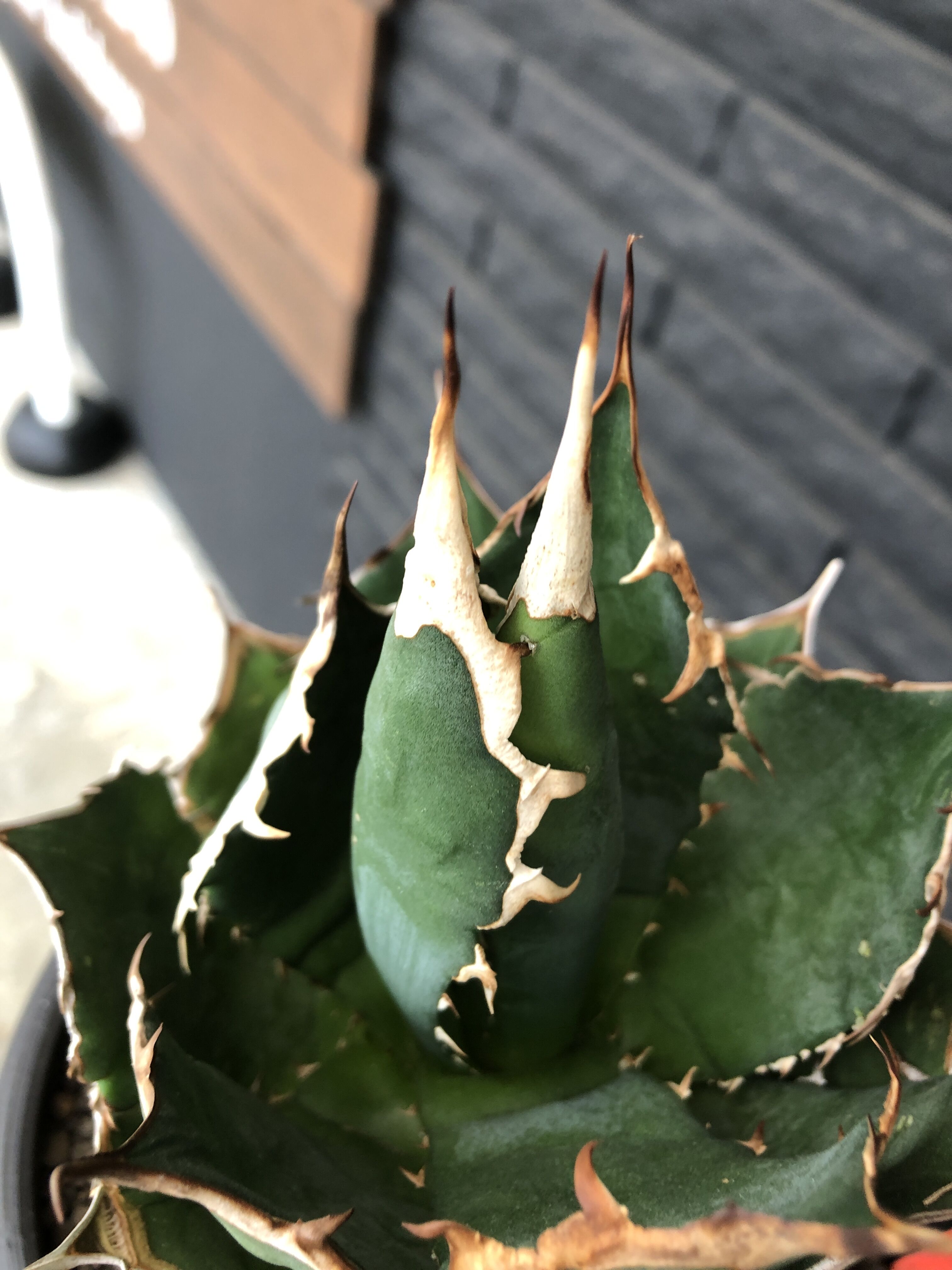 agave titanota《大きめM size》※現地球発根後店主国内管理1年株※極