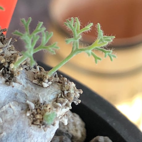 sarcocaulon peniculinum《大きめS size》激希少種※現地球発根後店主国内管理5年株※堪らないほど極白の美しい一株※mad black pot植え