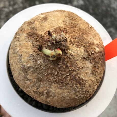 adenia ovata《L L size》激希少種大株※現地球発根後店主国内管理7年株※大変美しく360度球体株の希少種※mad white bowl pot植え