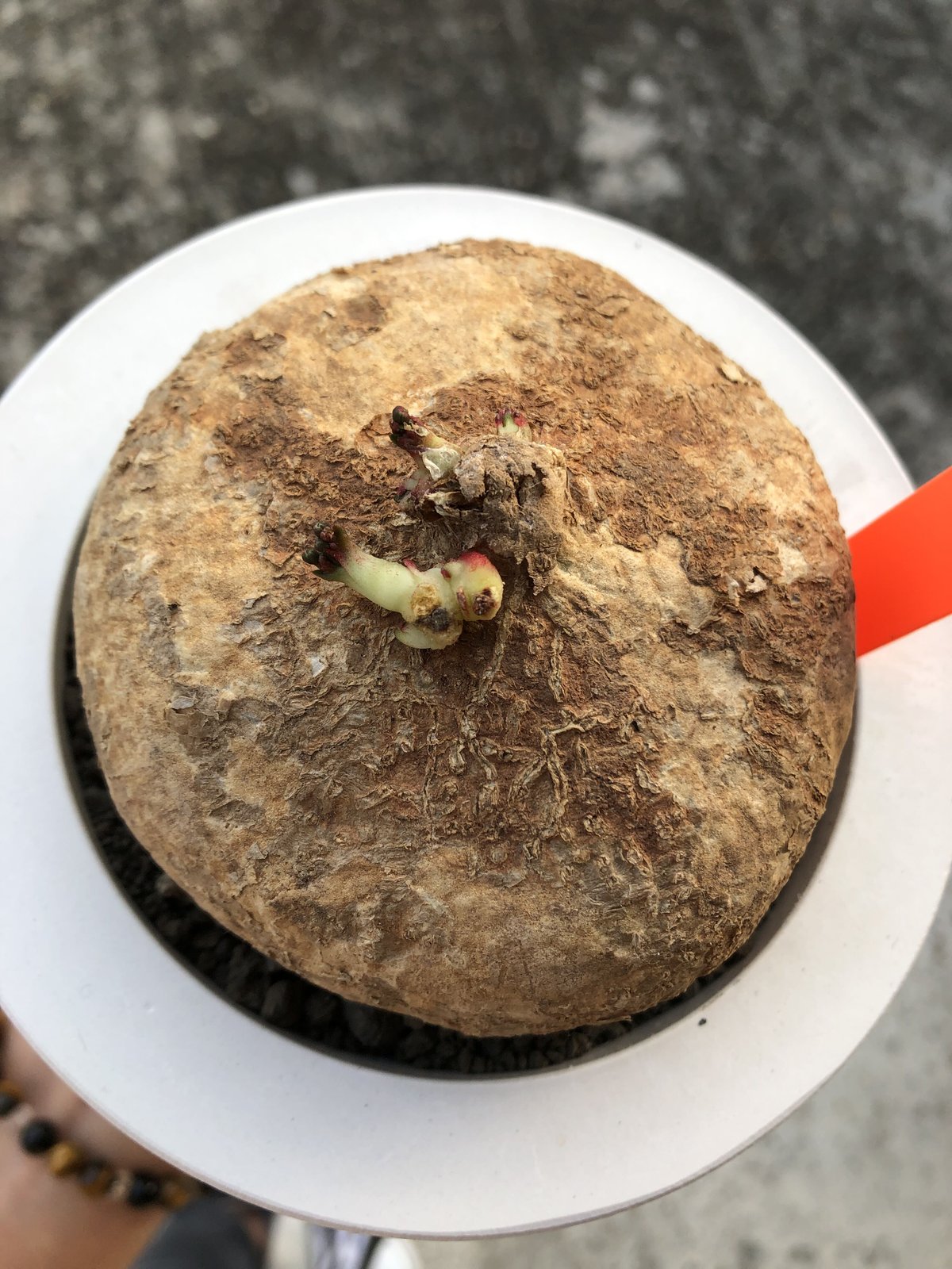 adenia ovata《L L size》激希少種大株※現地球発根後店主国内 adenia ovata《L L size》激希少種大株※現地球発根後店主国内
