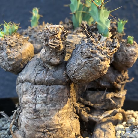 euphorbia    clavigera《激希少》M size