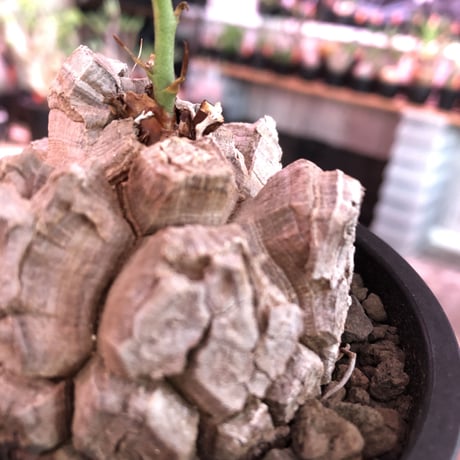 dioscorea elephantipes アフリカ亀甲竜《M size》※今後輸入が厳しい南アフリカ物‼︎現地球らしい彫深き立体樹形で良きサイズ※mad black pot植え※冬型種※限定2株