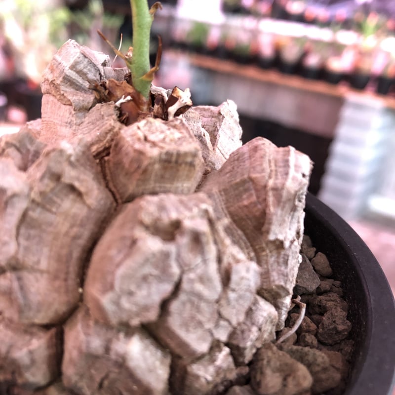dioscorea elephantipes アフリカ亀甲竜《M size》※今後輸入が厳しい