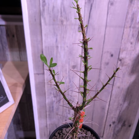 fouquieria  purpusii《M size》 ※希少株  ※幹の模様が特徴な人気種　※限定2株