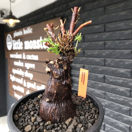mestoklema tuberosum《M size》※現地球発根後店主国内管理4年株※compact且つ絶妙な纏まり良き良樹形‼︎冬季も動く唯一無二な希少灌木※mad black pot植え