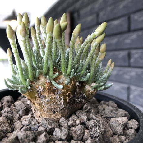 avonia  alstonii《XL size》※現地球発根後店主国内管理13年株※年代物且つ驚愕big株‼︎二度と手に入らないサイズ感‼︎ver.pink花※ mad black pot植え