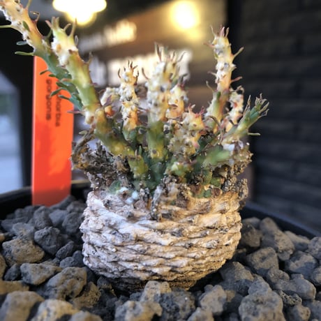euphorbia gorgonis《M size》※現地球発根済株※人気🐙タコものユーフォルビア‼︎綺麗な多肉質の葉とwild塊根部木質化の二面性が魅力※mad  black bowl pot植え