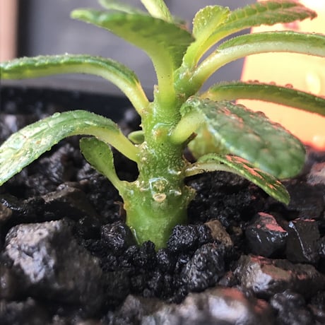 希少‼︎ dorstenia gigas《S size》littmon  seed🌱（実生株）※今季成長&枝振りに期待できる将来有望人気者ギガス※mad black pot植え