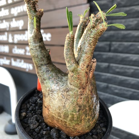 pachypodium gracilius《M size》一部希少green肌&良枝振り株※現地球発根後店主国内管理4年株※ぼってり樹形&良枝振りの良樹形※mad black bowl pot植え