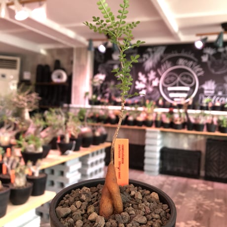 opercullicarya  packypus  littmon  seed🌱 《4年株》※枝が作られる丁度良き樹齢‼︎＆丈の締まったサイズ感※mad black bowl pot植え※限定4株