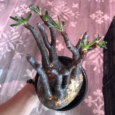 packypodium  gracilius《L size》※現地球発根済株※ぼってり‼︎更に特異性とし大変細枝多数展開‼︎しなやかな躍動感を感じる選抜グラキ※mad black bowl pot植え