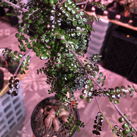 opercullicarya   decaryi  littmon  seed🌱  《9年株》※長きに渡り育て幹のボコボコも強きパワータンクもゴツいオススメ株※mad  black  pot植え