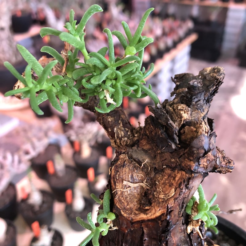 mestoklema tuberosum《M size》※現地球発根済株※幹は太めweigh