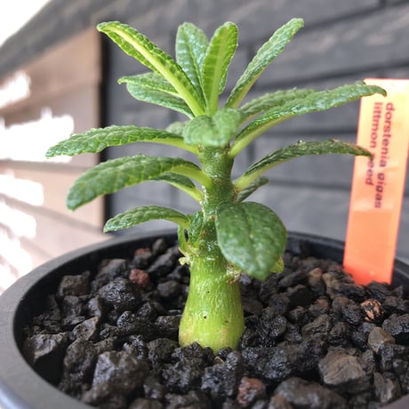 希少‼︎ dorstenia gigas《S size》littmon  seed🌱（実生株）※将来へ充分高期待できる人気者選抜株‼︎ ※mad black pot植え