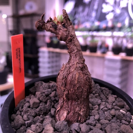 pelargonium  triste《M size》※古木感ある幹からかわいい葉を展開する冬型の人気者‼︎※mad black pot植え