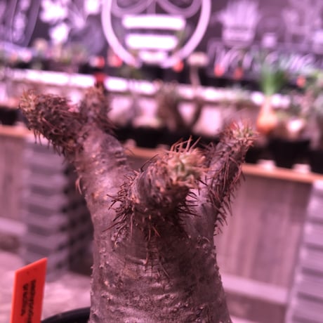 packypodium  gracilius《S  size》※現地球発根済株‼︎※小振りでもbalance良きかわいい樹形‼︎※mad black bowl pot植え