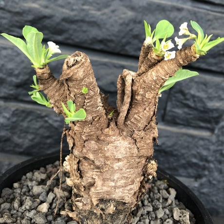 euphorbia    itremensis《M size》おススメ株‼︎   mad  black  pot植え