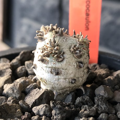 sarcocaulon peniculinum《S size》激希少種※現地球発根後店主国内管理5年株※堪らないほど極白の美しい一株※mad black pot植え