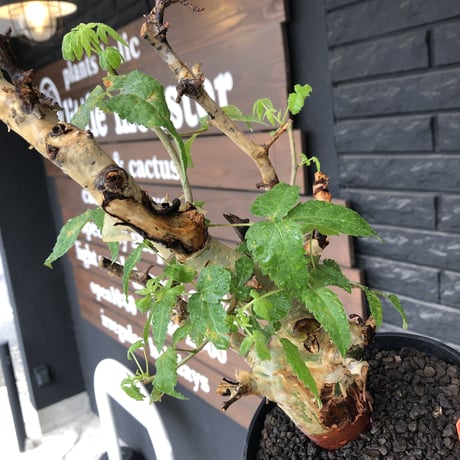 commiphora  africana《L size》※現地球株発根済※美しくbalance良き佇まい※tall pot植え