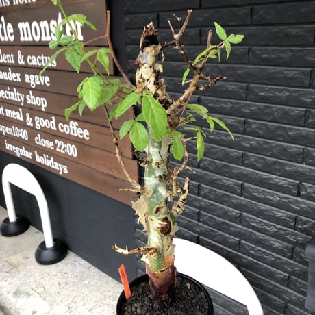 commiphora  africana《大きめL L size》※現地球発根後店主国内管理3年株※美しい佇まい且つ成熟したwild表皮が堪らない※鉄鉢植え