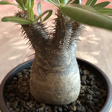 packypodium  gracilius 黒肌《M size》  現地球  発根済み株   mad black pot植え