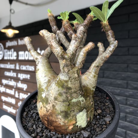 pachypodium gracilius《小さめL size》※現地球発根後店主国内管理3年株※極balance樹形&半端なき躍動する枝振りが堪らない※mad black bowl pot植え