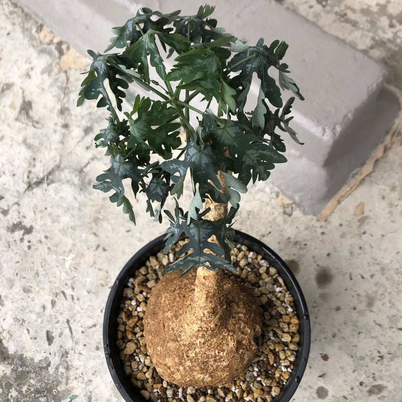 adenia perrieri《L size》店主の力作 | plants holic