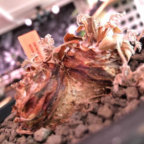 pelargonium  appendiclatum《M size》※店主個人株‼︎現地球発根済株※実生株しかまず出回る事のない激希少‼︎更にW-he'd‼︎🤩※mad black pot植え