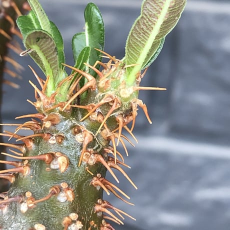 pachypodium  gracilius《M size》希少‼︎ニ頭枝w-he'd＆極green肌株※現地球発根後店主国内管理2年株※極green肌良樹形双頭株※mad black pot植え