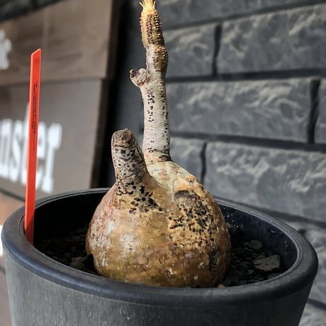 pachypodium gracilius《S size》希少‼︎yellow肌＆球体株※現地球発根後店主国内管理2年株※360度まん丸球体樹形の堪らなくかわいい一株※mad black pot植え