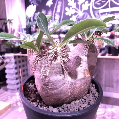 packypodium   roslatum var. eburneum（M size）※現地球発根済株※店主国内管理5年株※大変綺麗に纏まった美株エブレ※mad black pot植え