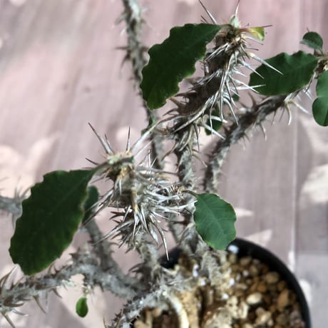 euphorbia    sakarahaensis《M size》