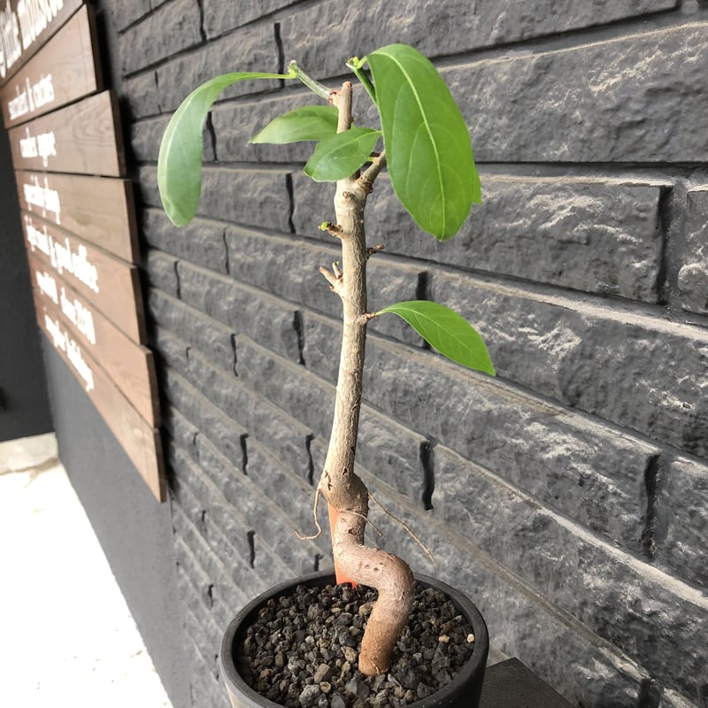 adansonia digitata (バオバブの木)《M size》 ※発根済株※冬季 adansonia digitata (バオバブの木)《M size》 ※発根済株※冬季