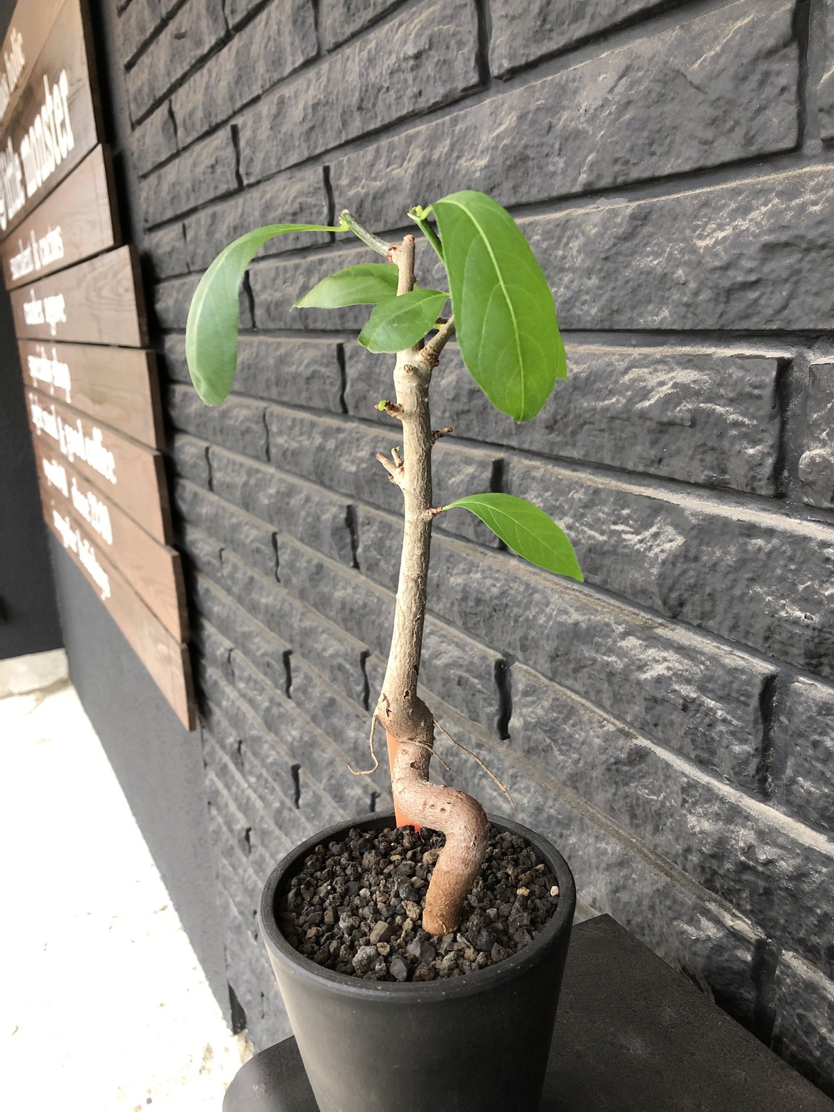 adansonia digitata （バオバブの木）《M size》 ※発根済株※冬季もし...