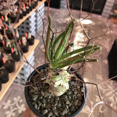 tylecodon  reticulatus《M size》※現地球発根済株※店主国内管理3年株※棘も多く残っており幹太めな昨今輸入厳しい希少種‼︎impact絶大‼︎※mad black pot植え