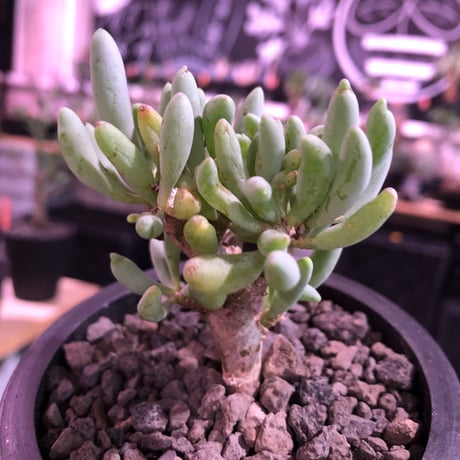othonna clavifolia《S size》※ぷっくり多肉質の葉を展開する冬型の人気者‼︎オススメ株※mad black pot植え