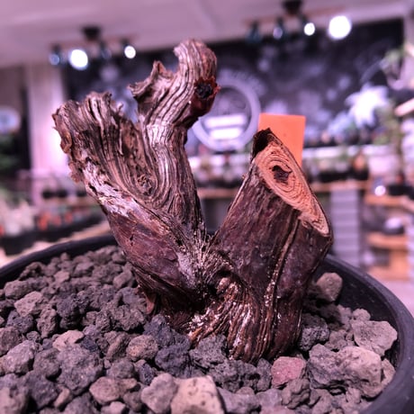 pelargonium  mirabile《太めM size》※今後輸入が厳しいアフリカ物‼︎誰もが愛おしく堪らないと感じる冬型の人気者※mad black bowl pot植えNo.⑥