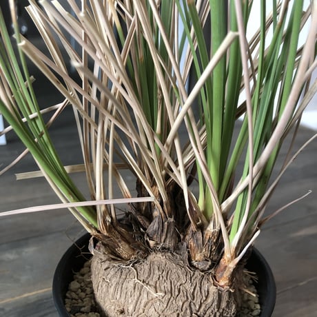 calibanus   hookeri《M size》
