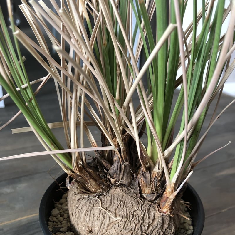 calibanus hookeri《M size》 | plants holic