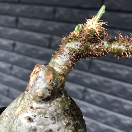 pachypodium gracilius《小さめM size》まん丸球体&一部green肌※現地球発根後店主国内管理1年株※大変球体感強くまん丸で愛くるしい一株※mad black pot植え