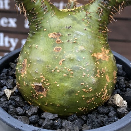 pachypodium  gracilius《M size》驚愕‼︎激希少株※現地球発根後店主国内管理2年株※greenを通り越したヤバすぎる渾身の一期一会株※mad black pot植え