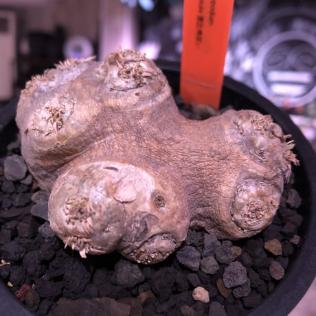 packypodium  brevicaule恵比寿笑い《S size》※現地球発根済株※店主国内管理2年株※流通少なきかわいいサイズ感＆現地球株らしさの岩肌が堪らない※mad black pot植え
