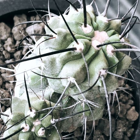 copiapoa cinerea ver.dealbata《M size》※現地球発根後店主国内管理7年株※上質黒士冠‼︎長い黒棘に現地球株が故のwild肌質が堪らない※mad black pot植え