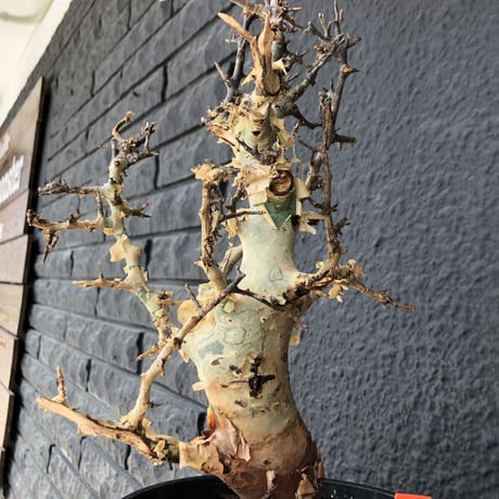 commiphora    africana《L size》インスタグラム掲載株‼︎発根済み