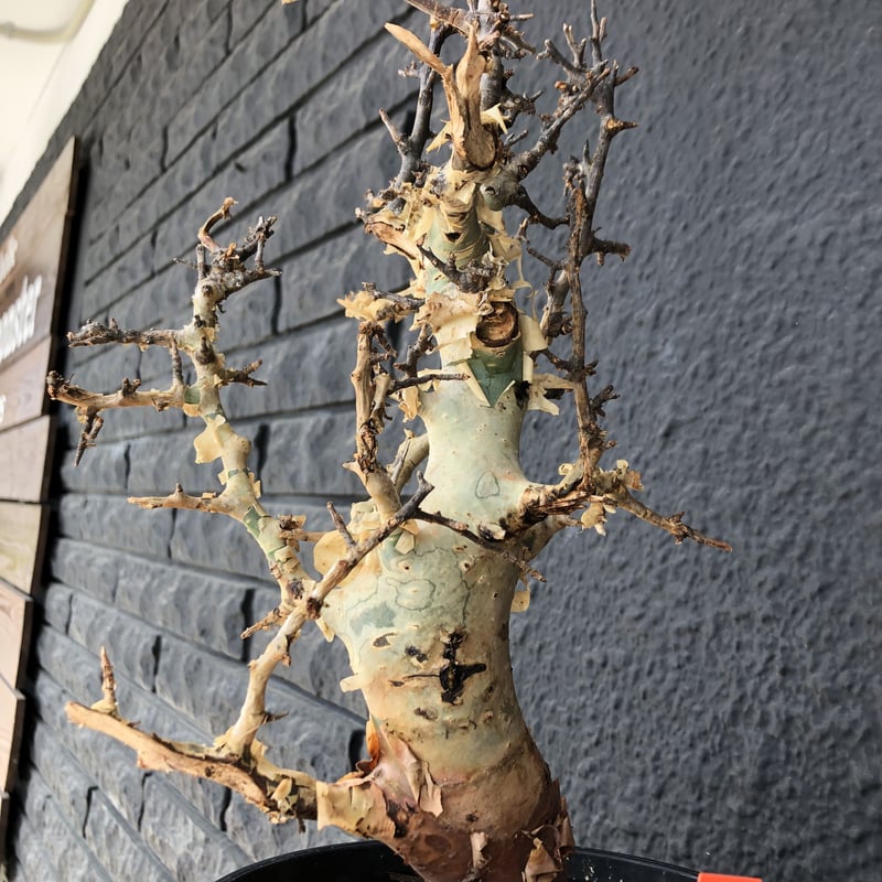 commiphora africana《L size》インスタグラム掲載株‼︎発根済み