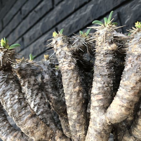euphorbia  guillauminiana《極太LL size》※現地球発根後店主国内管理7年株※激極太幹&躍動する枝振りが堪らない大株※mad black bowl pot植え