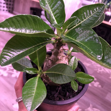 packypodium  windsori i《M size》発根済み株※（限定①株）ヤバイウィンゾリー‼︎  ※mad  black  pot植え   リトモンお墨付株‼︎