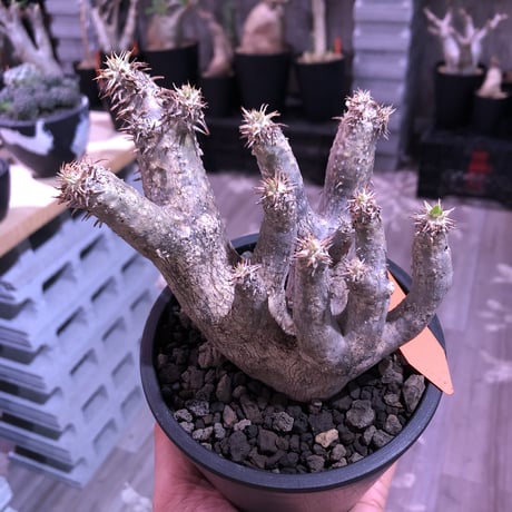 packypodium brevicalyx《大きめS size》激希少‼︎※現地球発根済株※流通しない山獲りモノ！枝のみ展開する樹形‼︎カリックスらしさ感じる激レア株※mad black pot植え
